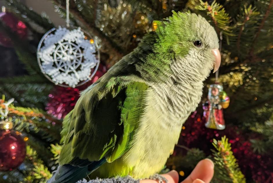 Alerta de Desaparición Pájaro Macho , 2025 años Moissac Francia