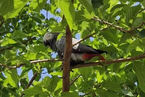 Alerta de Hallazgo Pájaro Desconocido Décines-Charpieu Francia