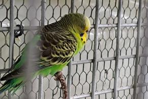 Alerta de Hallazgo Pájaro Desconocido Vouillé Francia