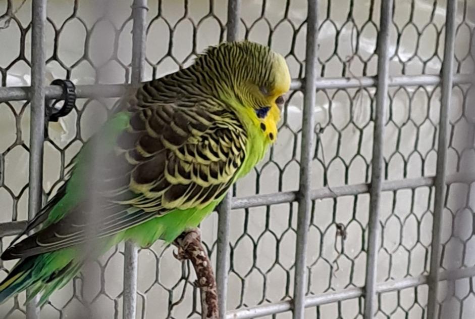 Alerta de Hallazgo Pájaro Desconocido Vouillé Francia