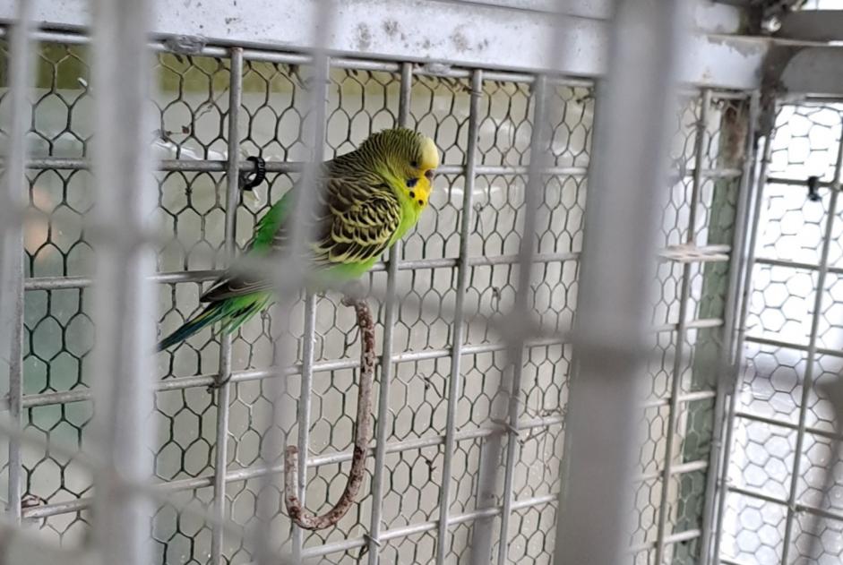 Alerta de Hallazgo Pájaro Desconocido Vouillé Francia